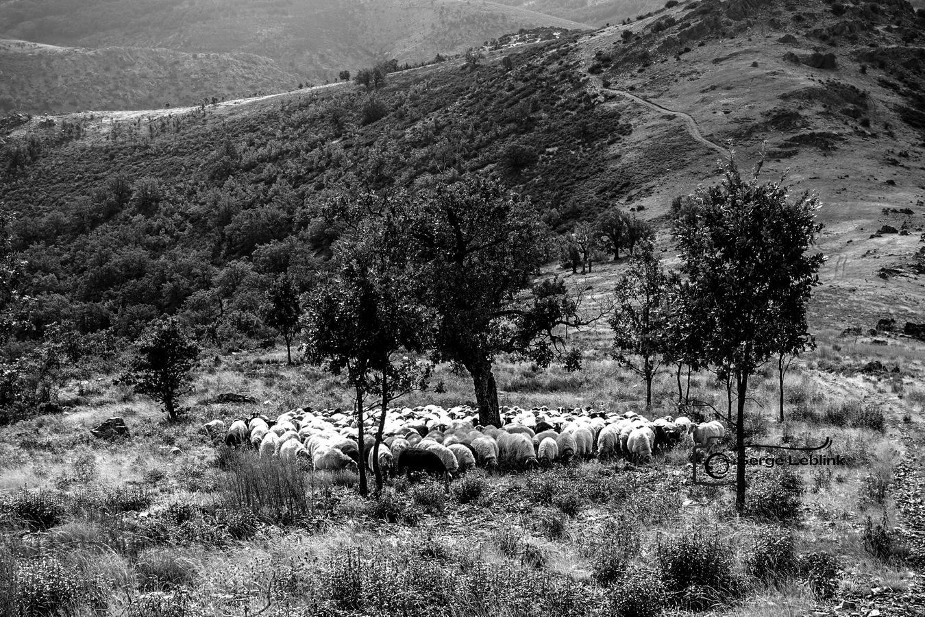 rebaño subiendo desde el Larda