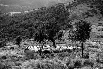 rebaño subiendo desde el Larda