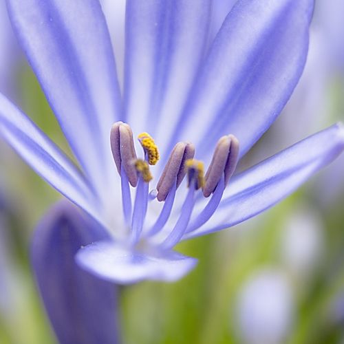 Naturaleza y macro