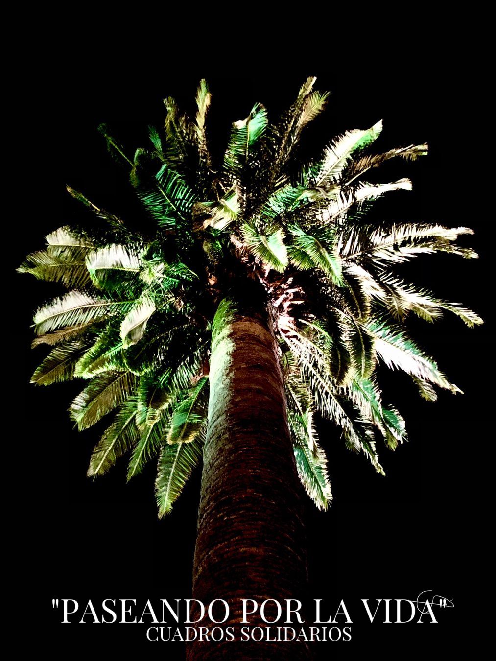 73 - PALMERA