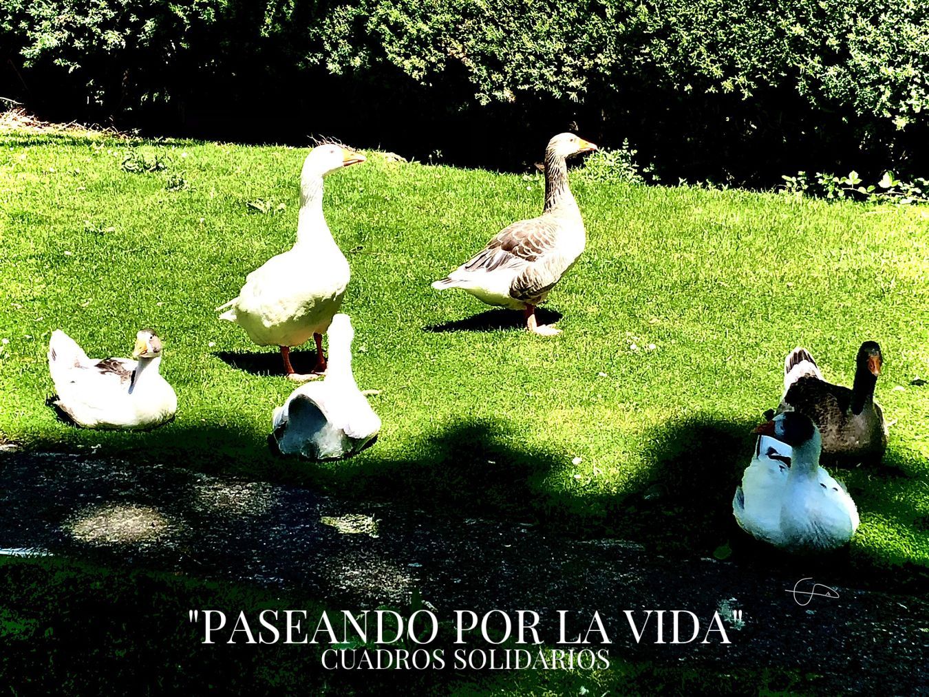 74 - PATOS