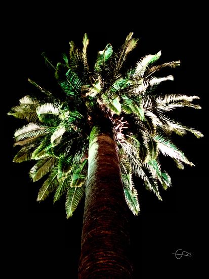 Palmera