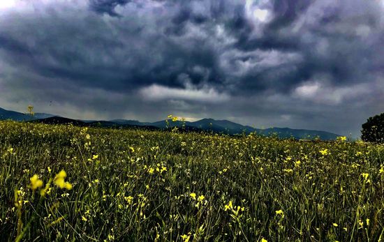 Paisaje con flores Segoviano