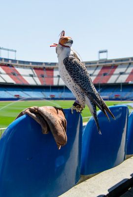 Uso de halcones para control de plagas en estadios de fútbol