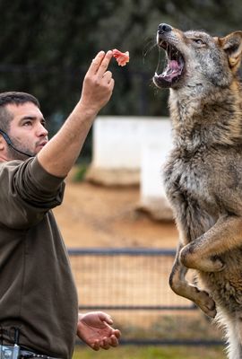 Exhibición didáctica del lobo ibérico en Safari Madrid