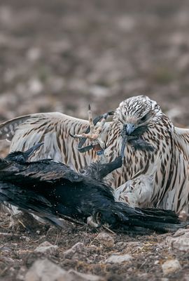 Halcón luchando con corneja