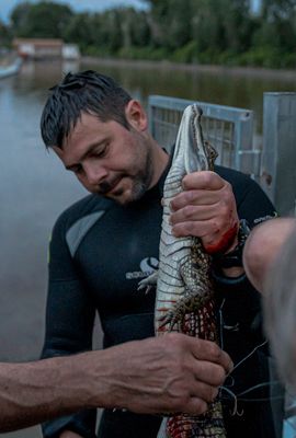 Rescate de un caiman en una balsa de Toledo.