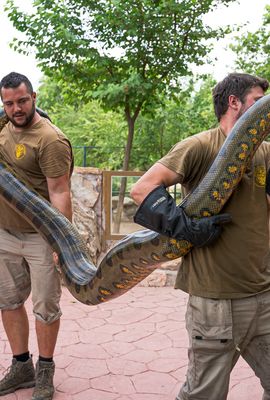 Transporte de Anacondas