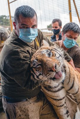 Transporte de tigresa con anestesia a la clínica veterinaria