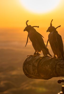 Halcones al atardecer 