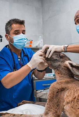 Veterinarios comprobando a un canguro rojo