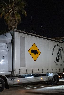 Transporte de un Rinoceronte Blanco