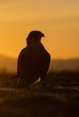 Cetreria al atardecer