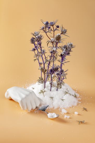 bodegon de plantas sobre base de sal con pajaro
