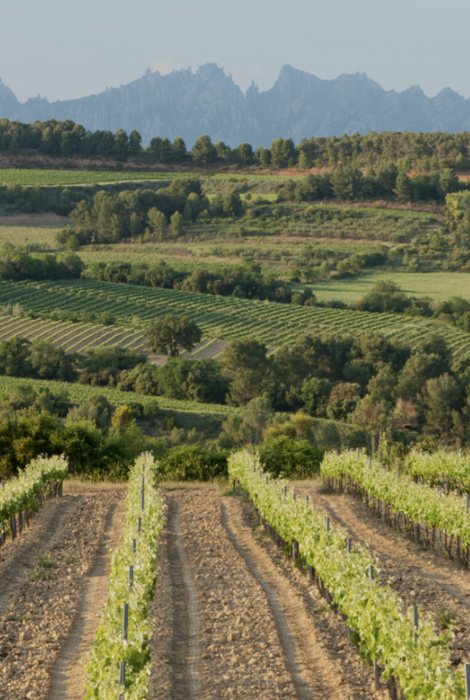 DO Penedès