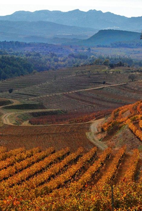 DOQ Priorat