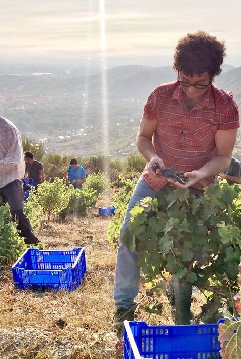 DO Bierzo