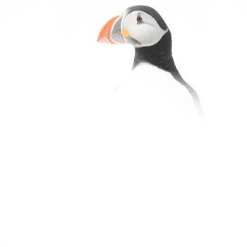 The return of Puffins