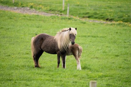 Islandia