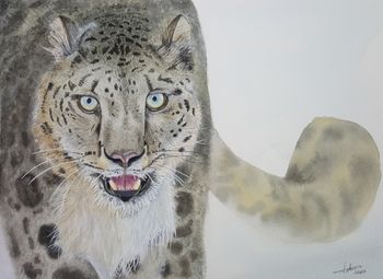 Leopardo de las nieves - 41x31cm