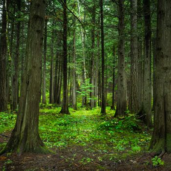 Bosques sin caminos