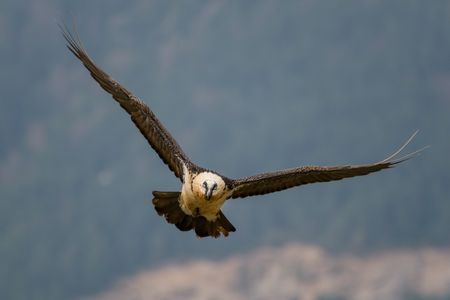 fotografía obtenida mediante cebo