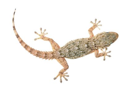 <i>Tarentola mauritanica. </i>Salamanquesa.