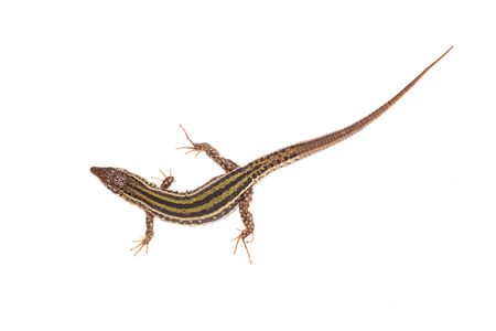 <i>Podarcis pitiusensis. </i>Lagartija de Ibiza.