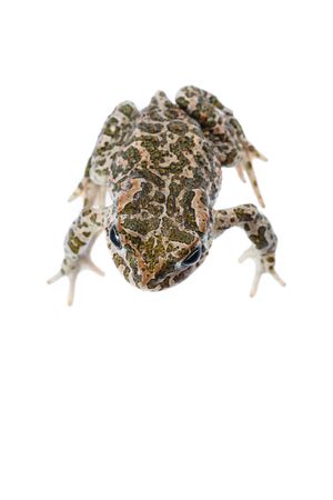 <i>Bufotes balearicus.</i> Sapo verde balear.
