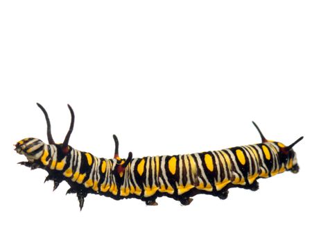 <i> Danaus chrysippus. </i>Oruga de mariposa tigre. 