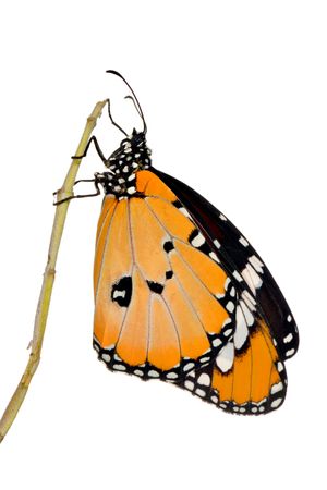 <i>Danaus chrysippus.</i>Mariposa tigre.