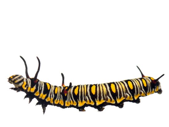 <i> Danaus chrysippus. </i>Oruga de mariposa tigre. 