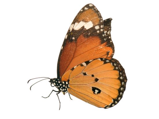 <i>Danaus chrysippus.</i> Mariposa tigre (macho).