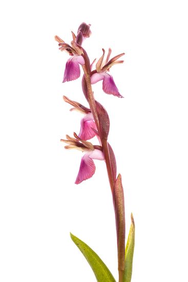 <i>Orchis collina. </i>Abellera papallona petita.