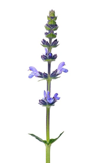 <i>Salvia verbenaca.</i>