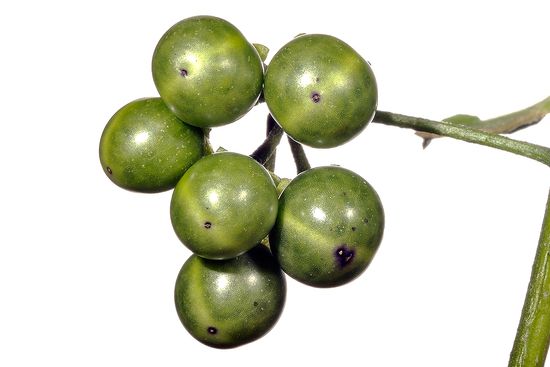 <i>Solanum nigrum </i>(fruit).