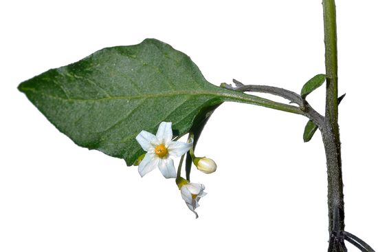 <i>Solanum nigrum.</i>