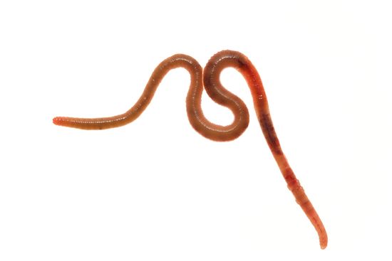 <i>Lumbricus terrestris. </i>Earthworm.