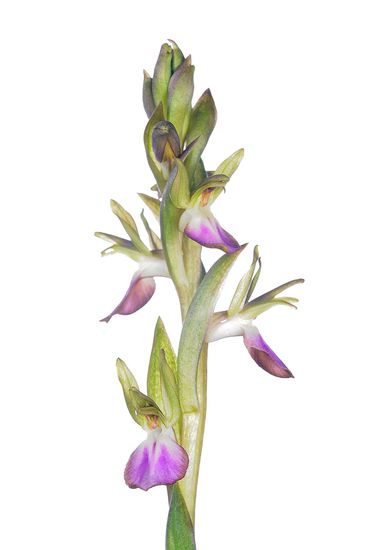 <i>Orchis collina. </i>