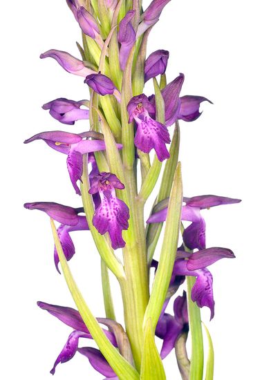 <i>Orchis x albuferensis. </i>