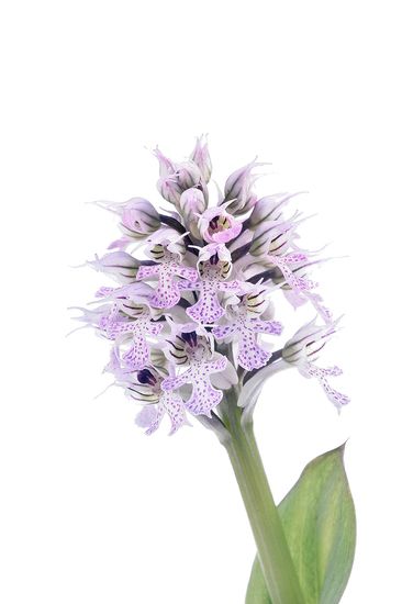 <i>Orchis conica. </i>
