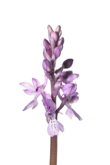 <i>Orchis olbiensis. </i>