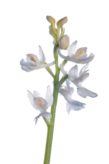 <i>Orchis olbiensis</i>, hipocromàtica. Abellera de muntanya petita. 