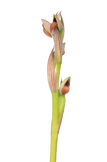 <i>Serapias parviflora. </i>