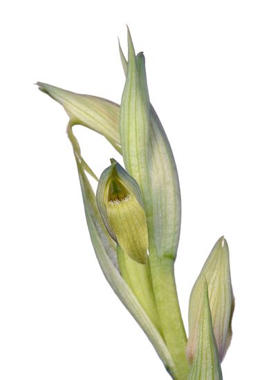 <i>Serapias parviflora</i> (hipocromàtica). Gallet. 
