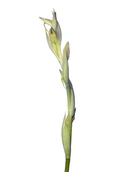 <i>Serapias parviflora </i>(hypochromatic).