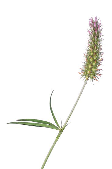<i>Trifolium angustifolium.</i>