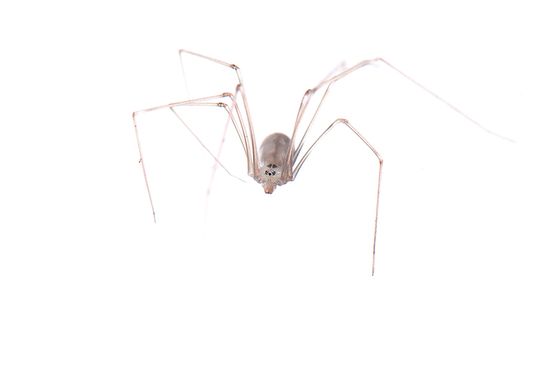 <i>Pholcus phalangioides.</i>Daddy long-legs spider. Long-bodied cellar spider.