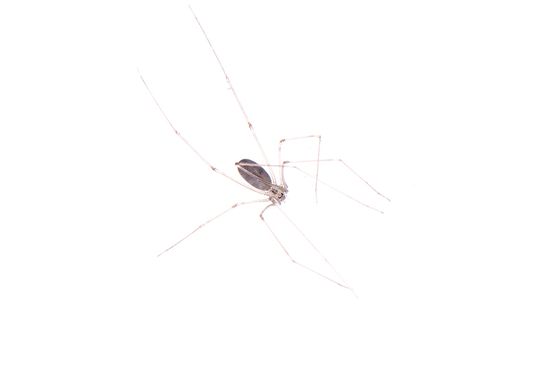 <i>Pholcus phalangioides.</i>Daddy long-legs spider. Long-bodied cellar spider.
