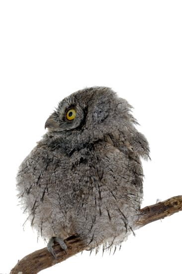 <i> Otus scops. </i> European Scops-Owl.